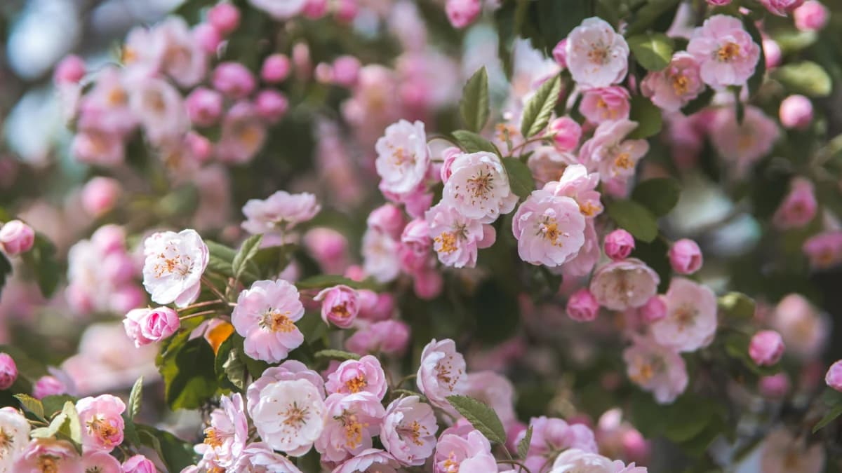 Aporup Fashion Grand Style Showcase 2026